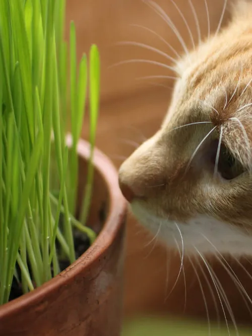 tabby cat getting close to some potted grass