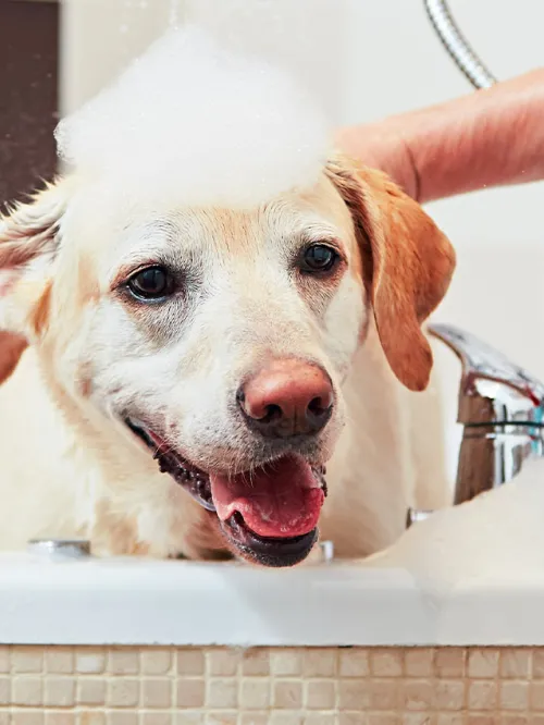 Golden lab taking a bubble bath in a large bath tub