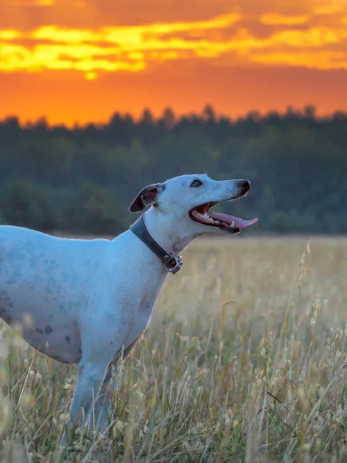 Greyhound dog looking at the sunset