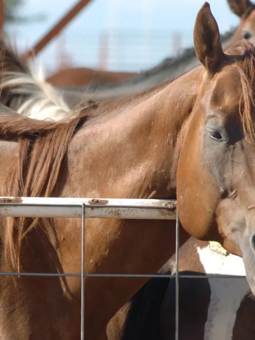 American horses in export pens before being transported to slaughter 