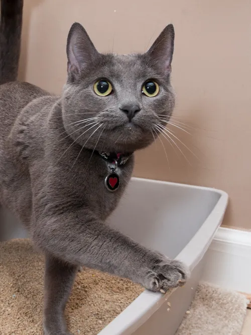 Happy cat leaving litter box 