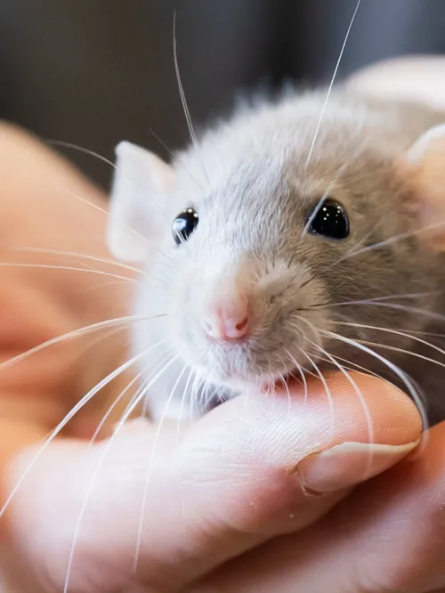 Person holding a cute pet rat