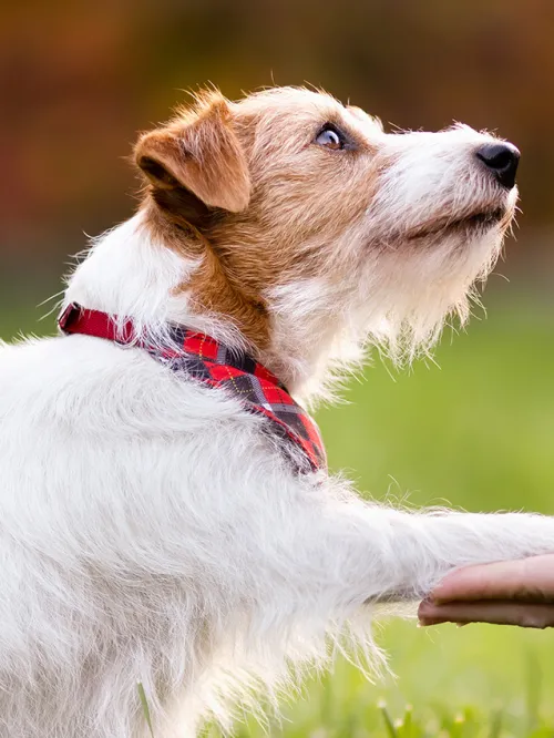 Person training cute, small dog