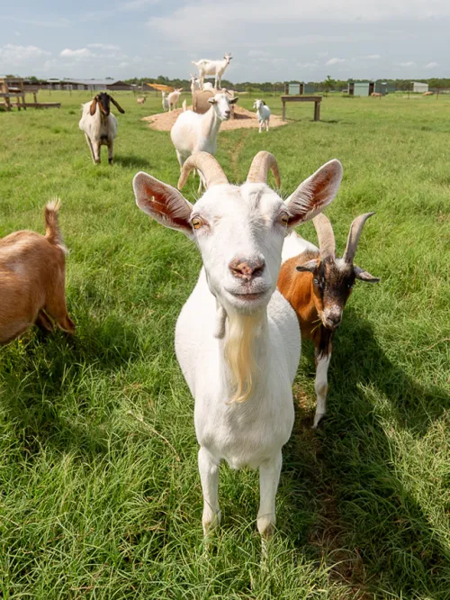 A group of goats standing in a green field looking at the viewer