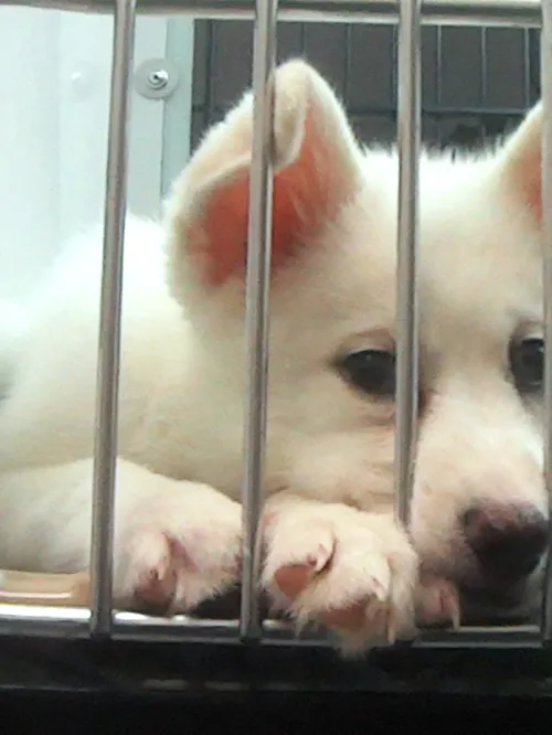 Bored, lonely puppy in cage at Petland store