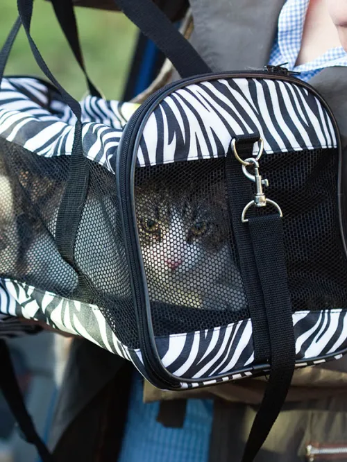 Pet cat in travel carrier going into a car