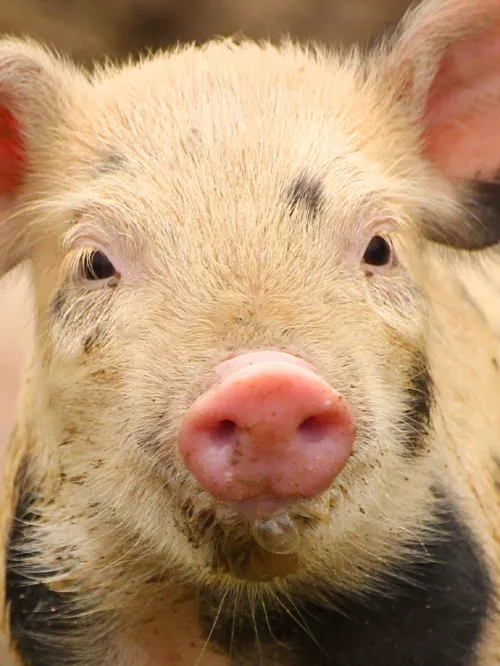 Cute piglet on farm