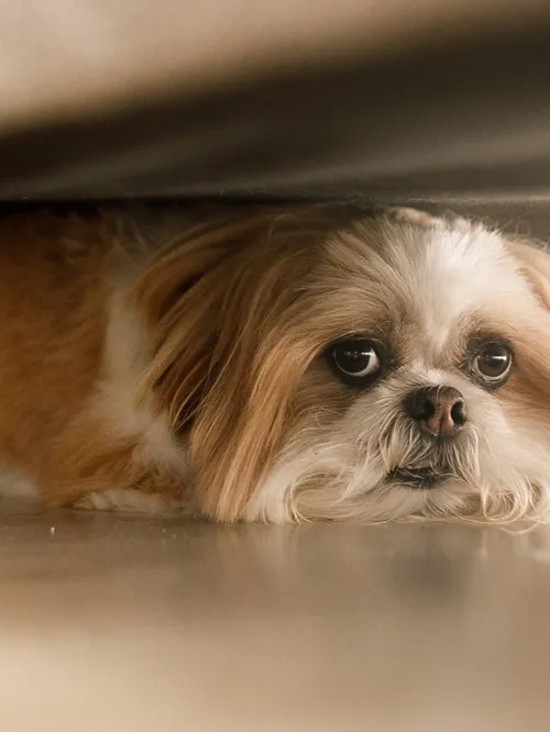 Small scared dog hiding under couch