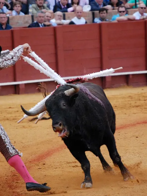 A matador thrusts swords into an exhausted bull in a bullfighting arena