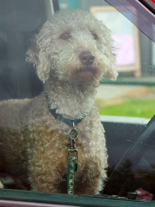 Dog in hot car