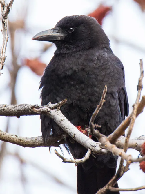 American crow sitting on a branch