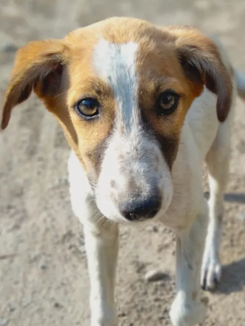 Sad homeless dog looks at camera