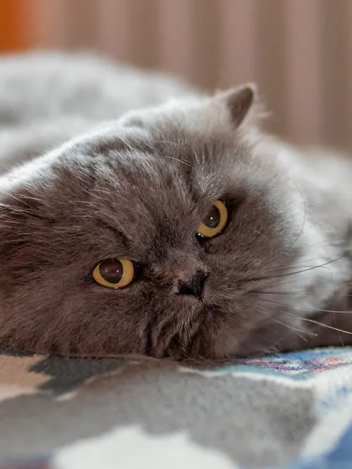 Sleepy cat resting on blanket