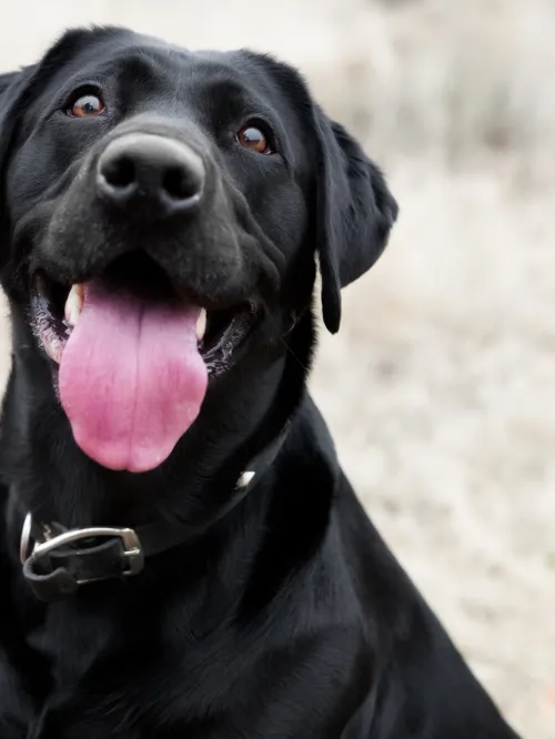 Black lab looks at camera with tongue out