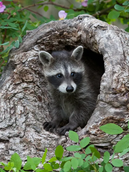 healthy raccoon peeps out from a log