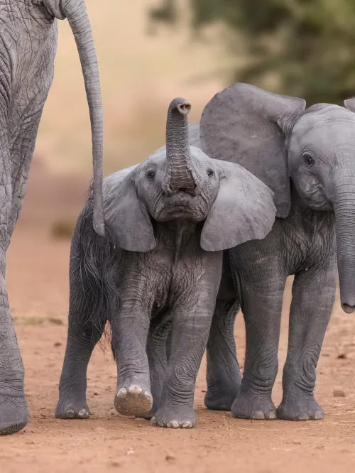 Young elephants walking in the wild