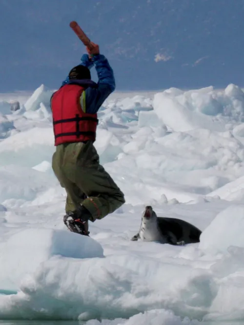 A person clubbing a seal to death in the snow