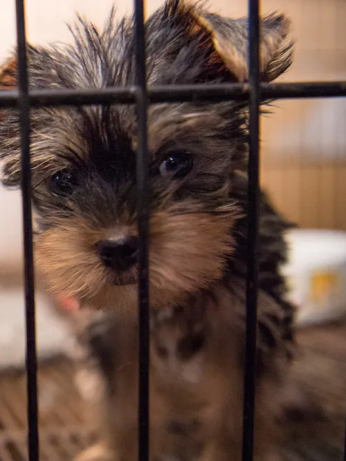 NC Puppy Mill Rescue