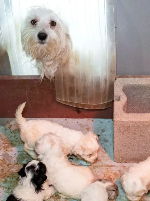 Mother dog and her puppies at a puppy mill