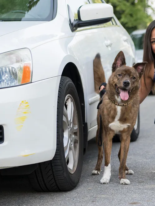 dog standing next to car with woman