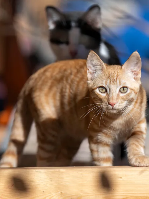 Cat on wooden ledge