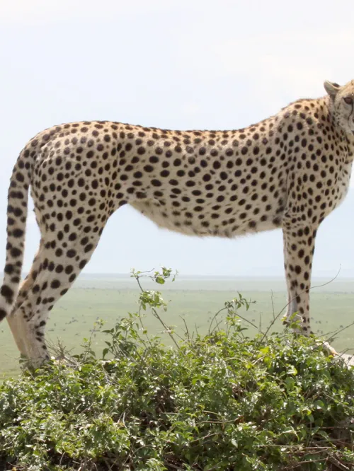 cheetah standing on ledge