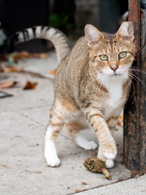 cat standing next to metal fixture