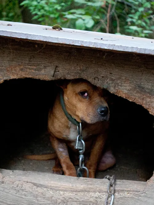 A scared, brown dogs sits huddled inside a dilapidated, wooden structure. A tight collar circles their neck and chains the dog to the their inadequate shelter. The dog peeks out from the shadows.