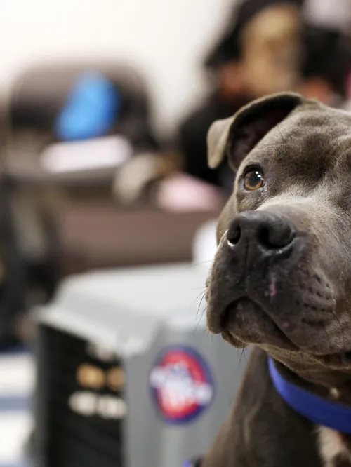 black pit crying at dog clinic