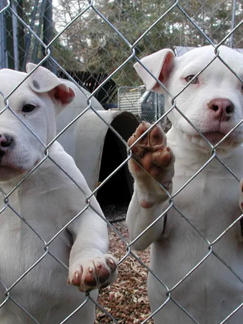 Two white puppies stand on their hind legs and press their paws into a wire fence. They look out toward the outside world.