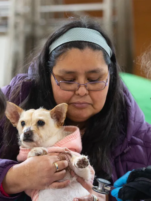 dog examined by vets