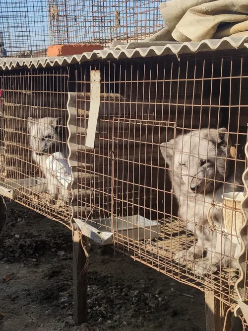 Exposed to the elements, arctic foxes look out from inside small, battered wire cages. The row of filled cages stretches beyond the edges of the photo.