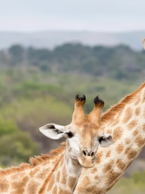 two giraffes together