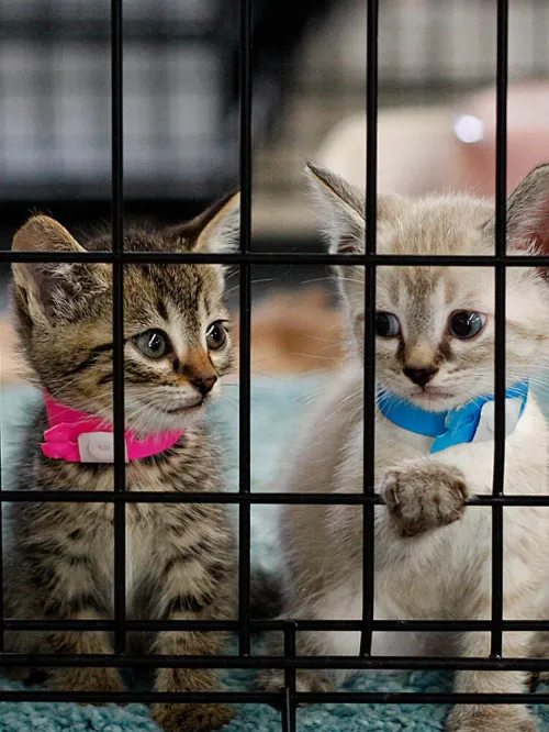 four kittens in a cage