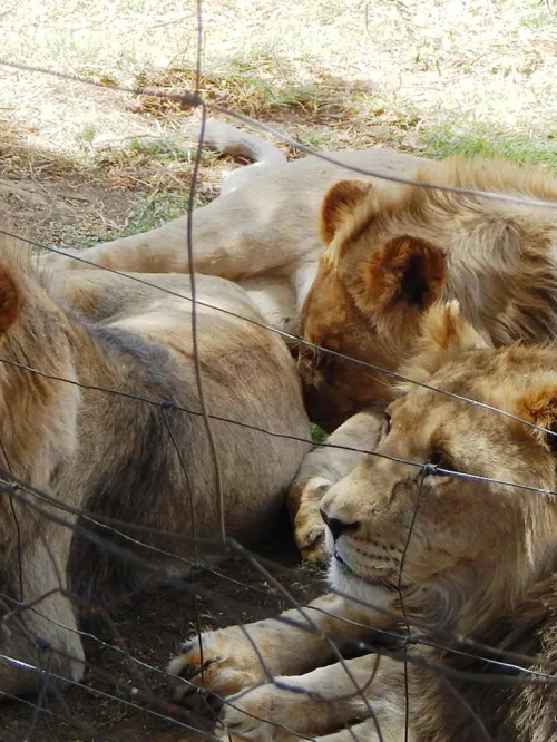 Four captive lions huddle together near the wire fencing of an enclosure.