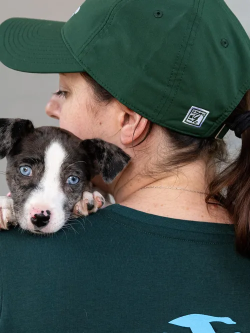 Puppy on shoulder