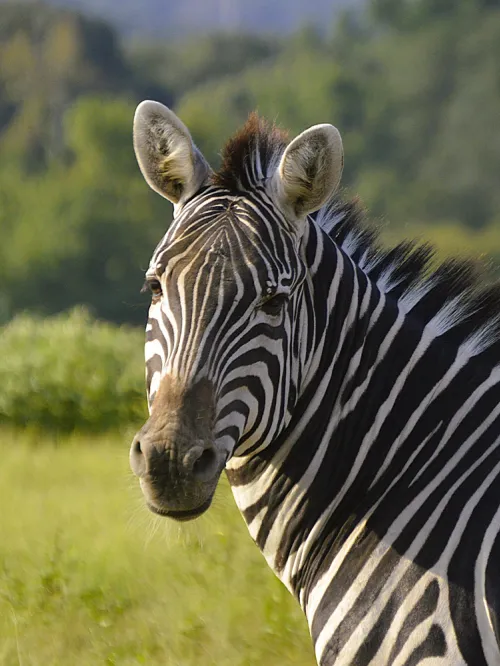 zebra in field looking at camera