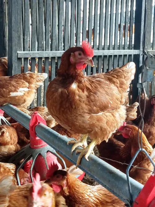 cage free hens in mexico