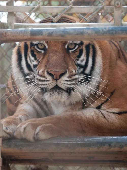 captive tiger