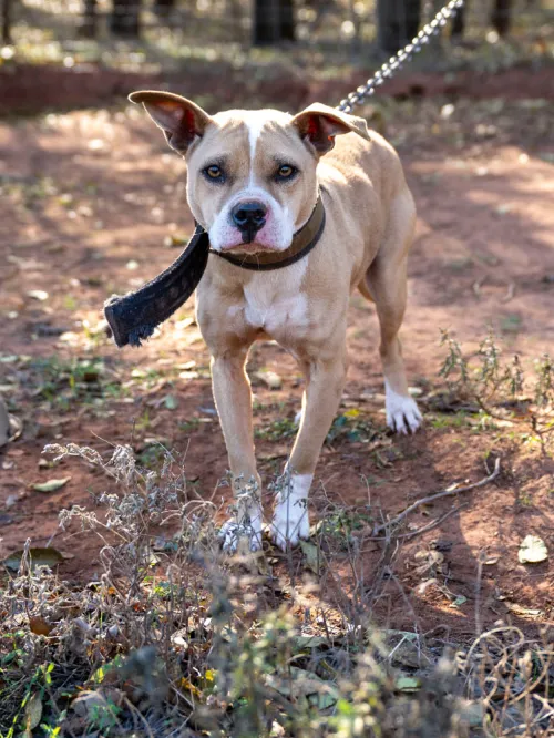 cruelty dog on leash