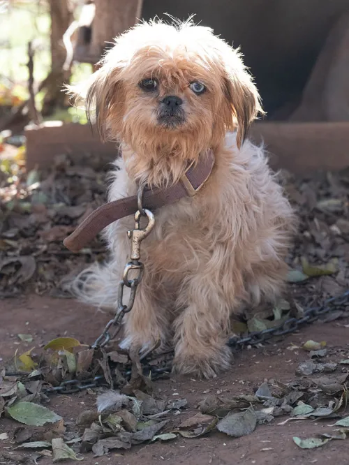 dog cruelty on leash with leaves