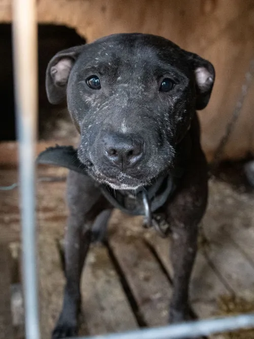 rescue dog in cage 