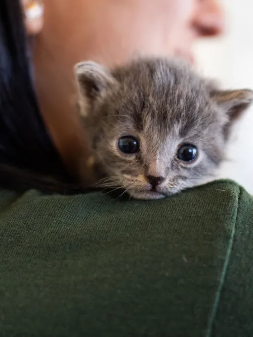 kitten on woman's shoulder