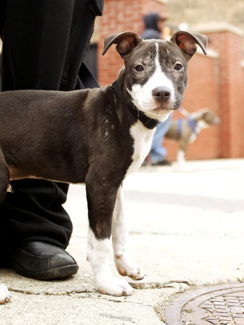 A gray pitbull puppy with white paws and a white snout stands quietly next to their owner and stares out at the camera.