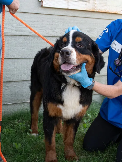 A vet volunteering with Humane World's Rural Area Veterinary Services check out a happy Bernese mountain dog.