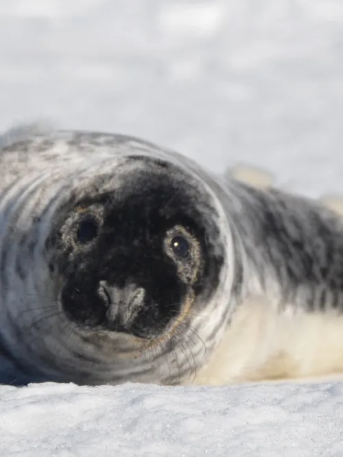 seal pup on snow