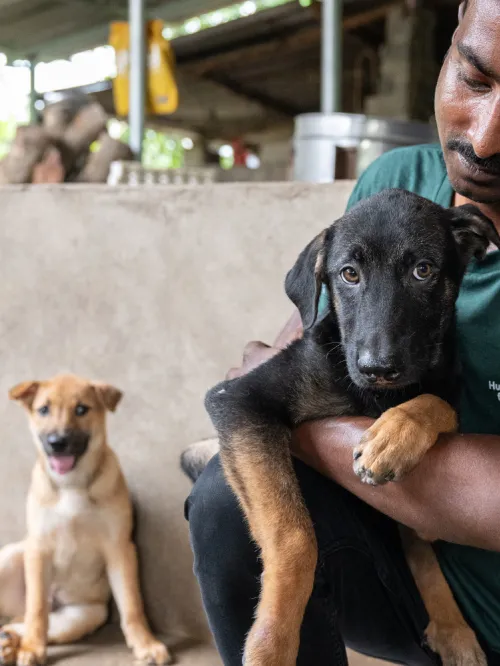 Staff interact with dogs affected by the dog meat trade