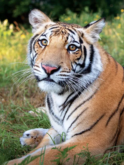 Tiger in grass