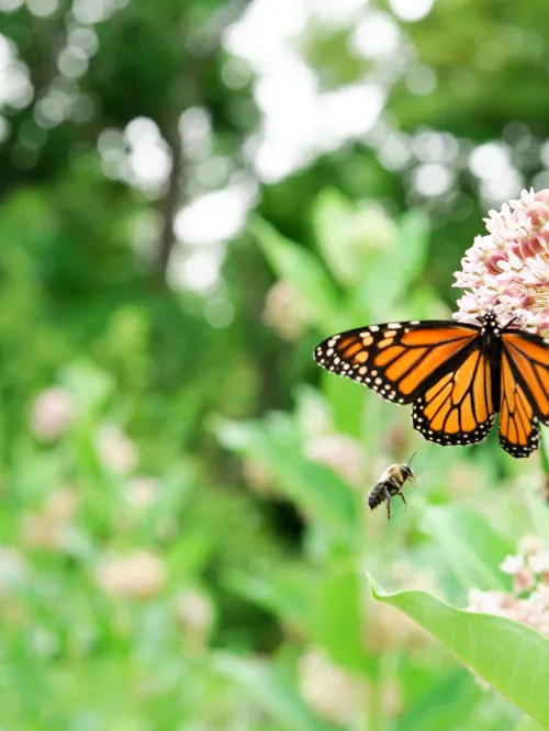 Butterfly and bee in a humane backyard in Maryland