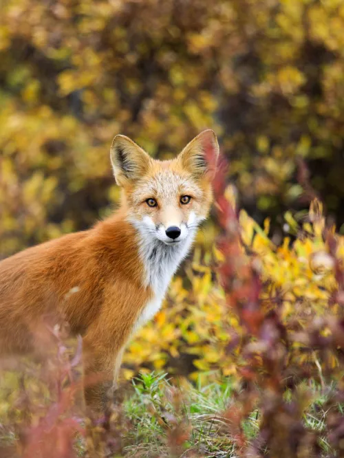 wild red fox